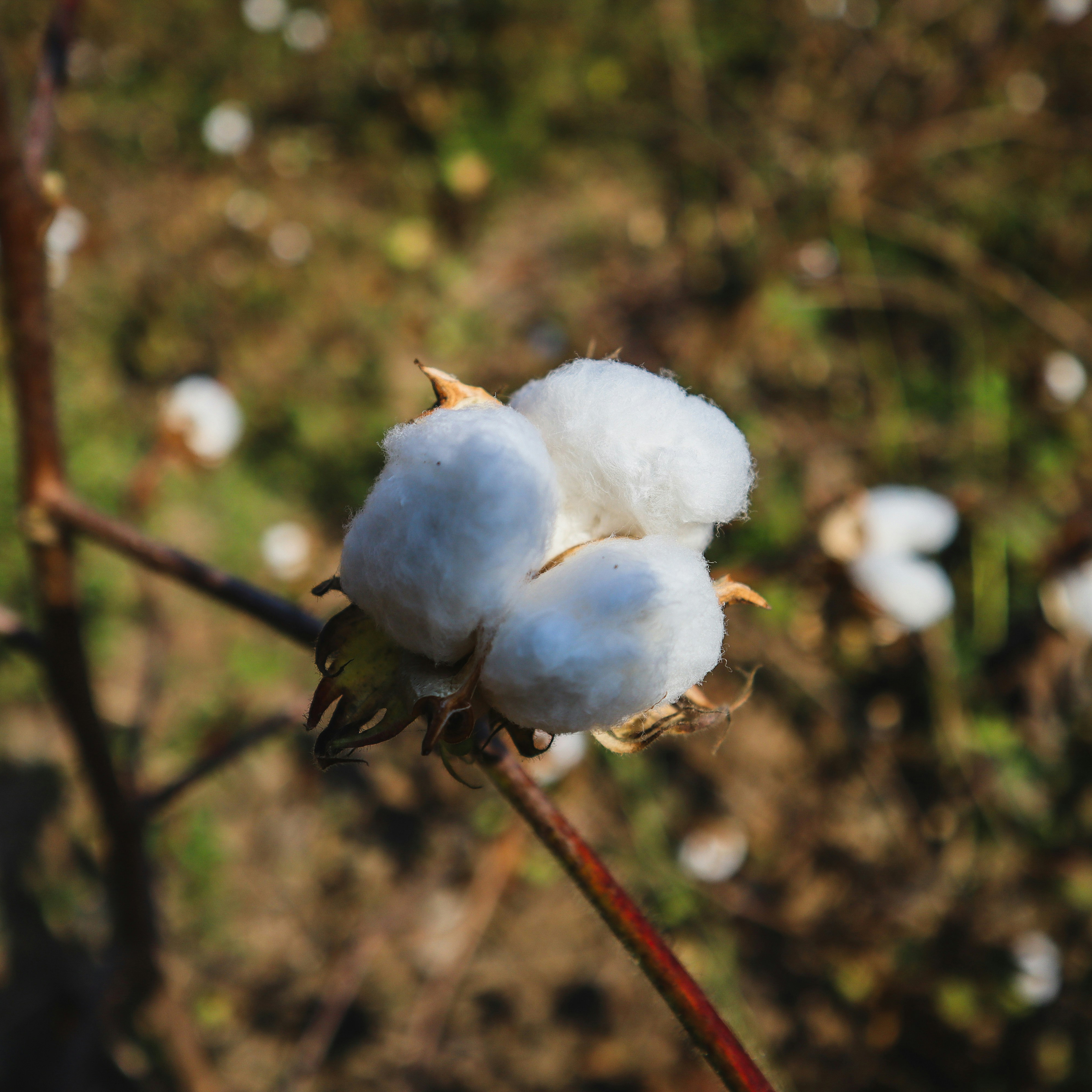 Close-up of a cotton plant with fluffy white cotton bolls