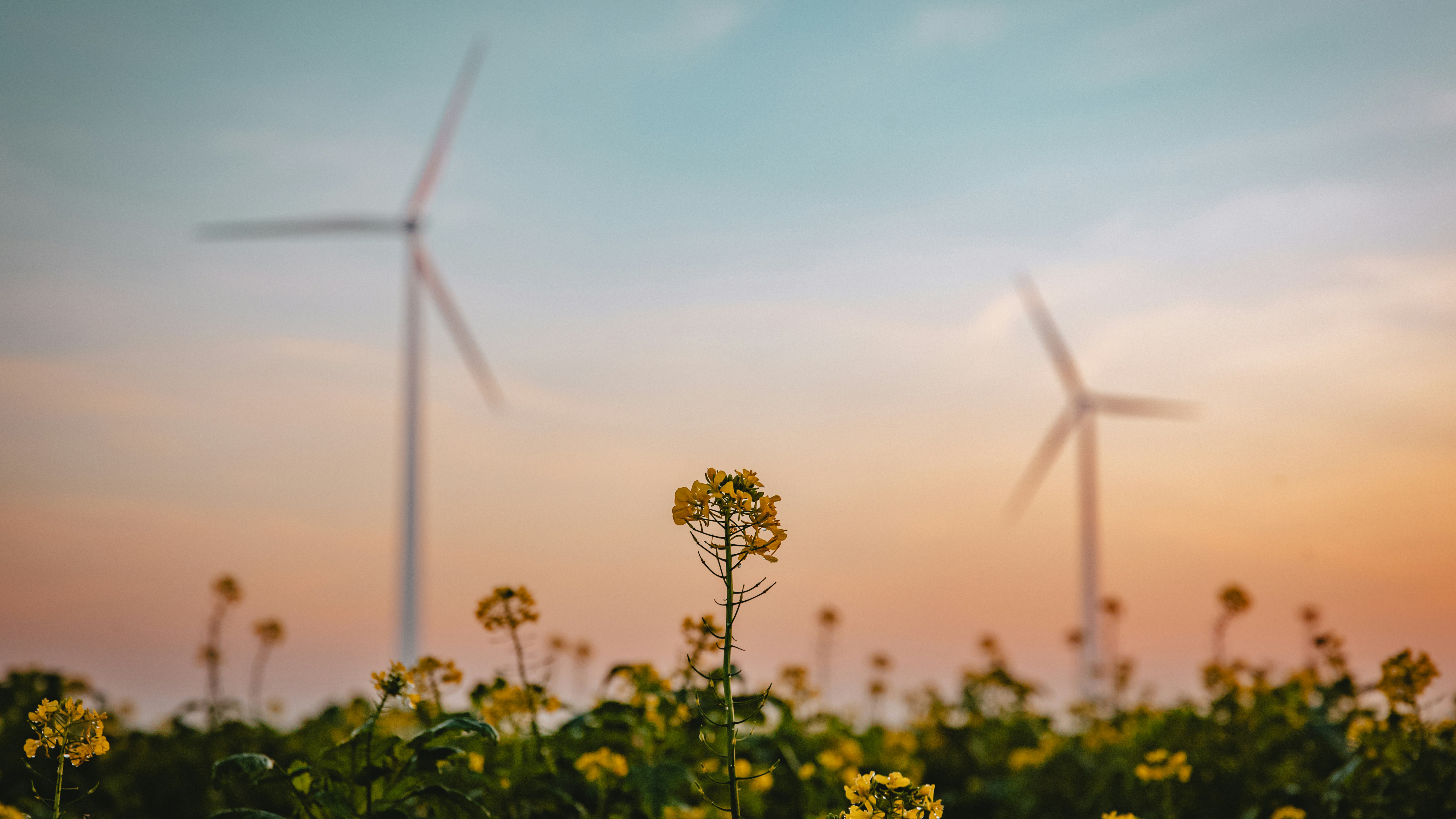 Yellow flowers in a field with wind turbines in the background at sunset.